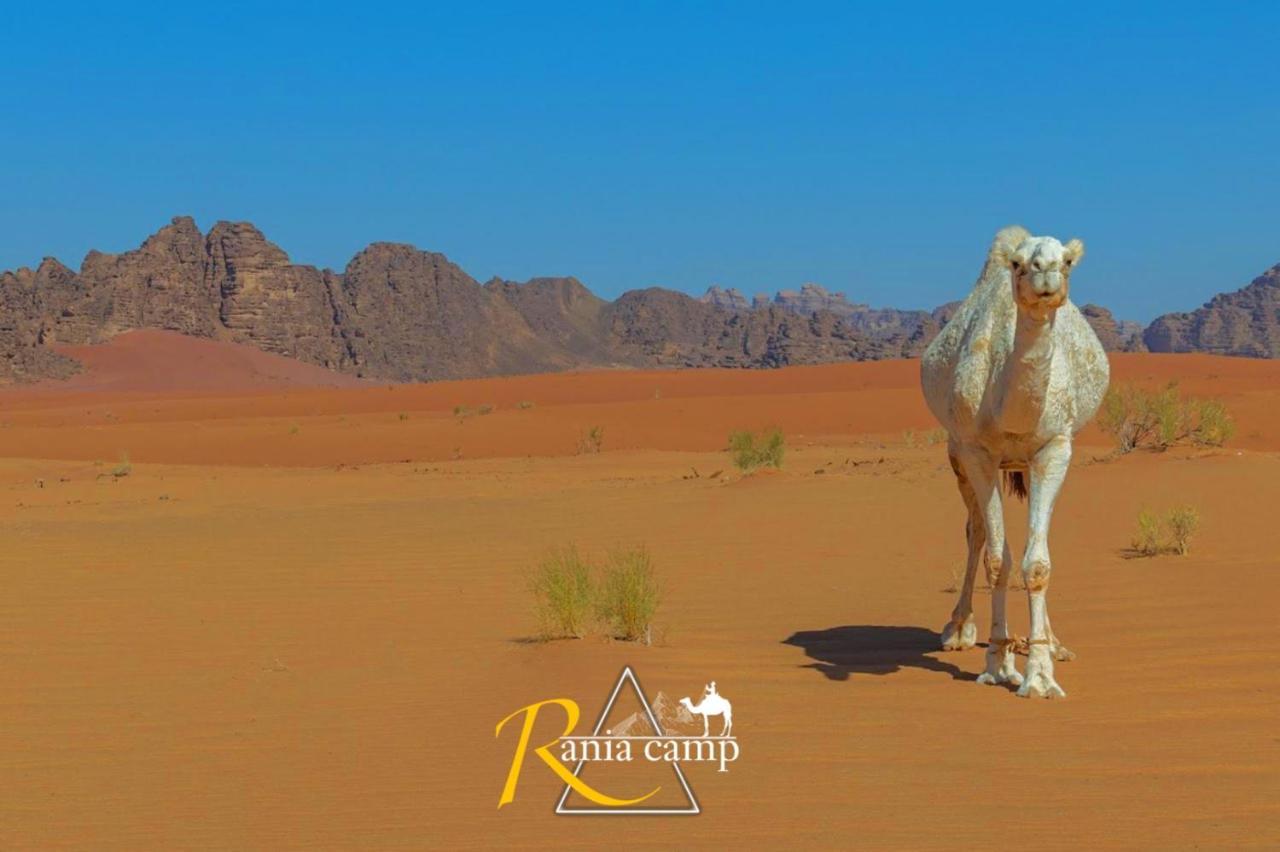 Wadi Rum,Rania Camp Eksteriør bilde